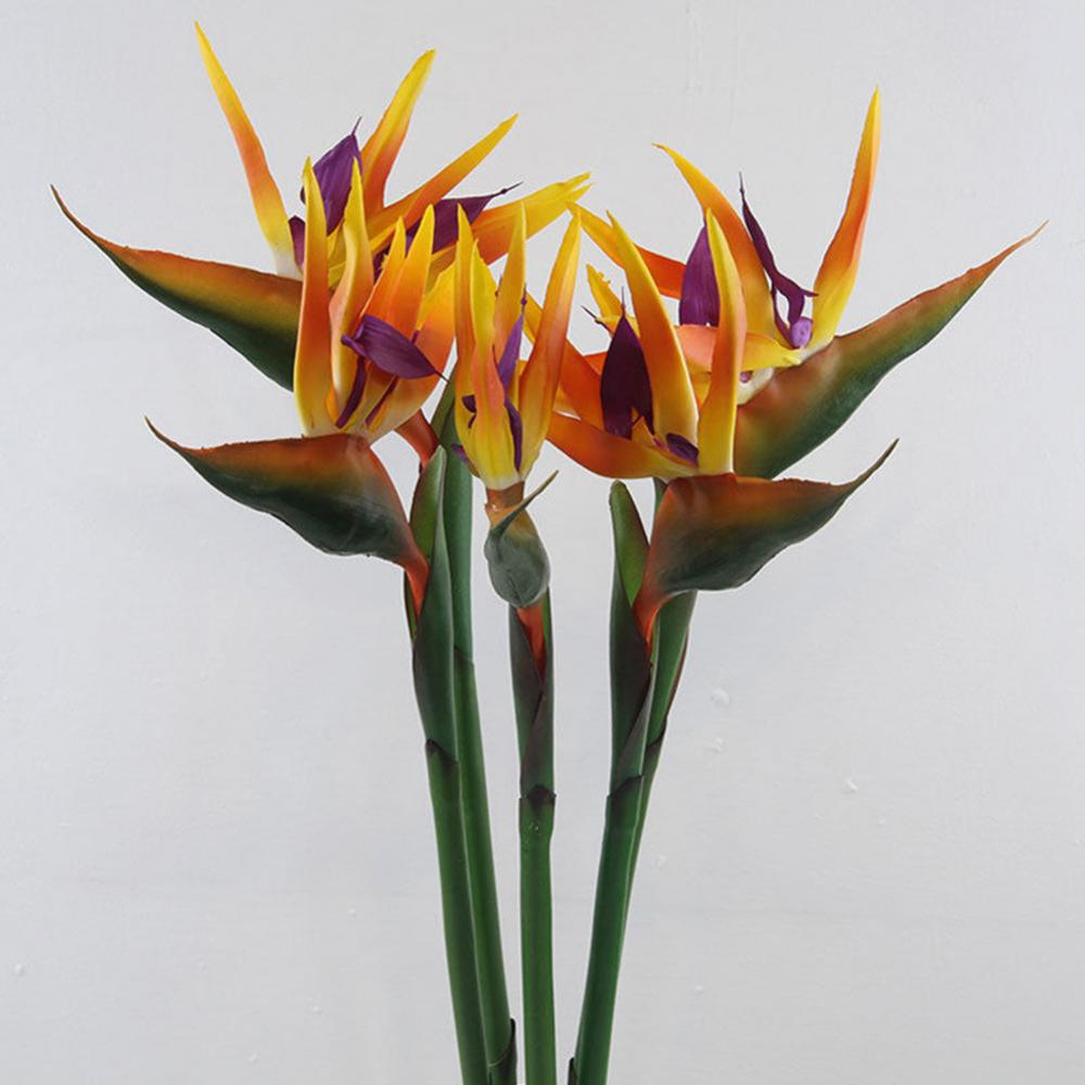 Bird Paradise Strelitzia - 1 шт., 80 см, цветок, птица