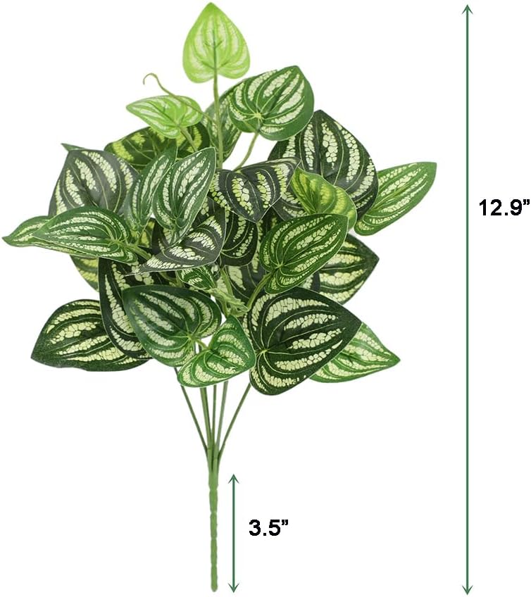 5 шт. арбуз Peperomia искусств – обзор и цена Peperomia Watermelon
